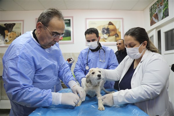 SAHİPLERİNİ KAYBEDEN KÖPEĞE BÜYÜKŞEHİR SAHİP ÇIKTI