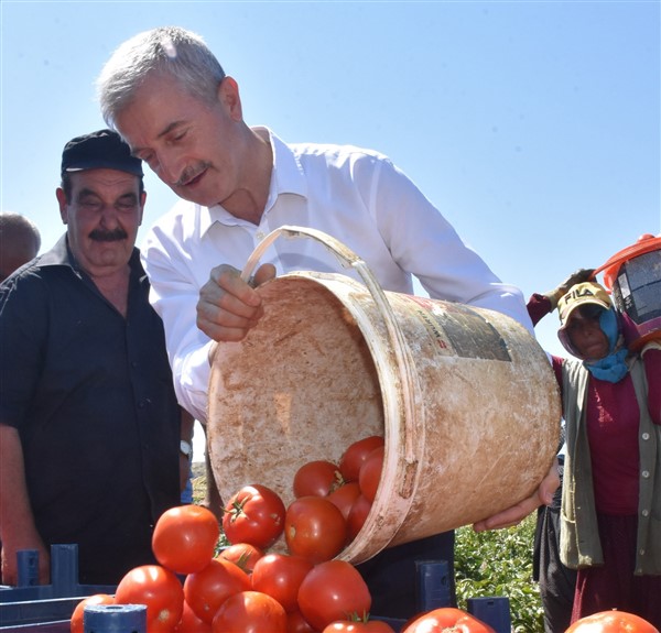 BAŞKAN TAHMAZOĞLU ÇİFTÇİLERLE TARLADA DOMATES, TOPLADI