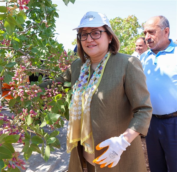 BARAK OVASINDA HER ŞEY FISTIK GİBİ OLACAK