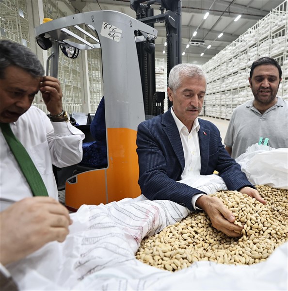 ŞAHİNBEY BELEDİYESİ FISTIK ALIMINA BAŞLADI