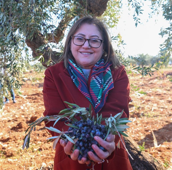 BAŞKAN ŞAHİN ZEYTİN HASADINDA