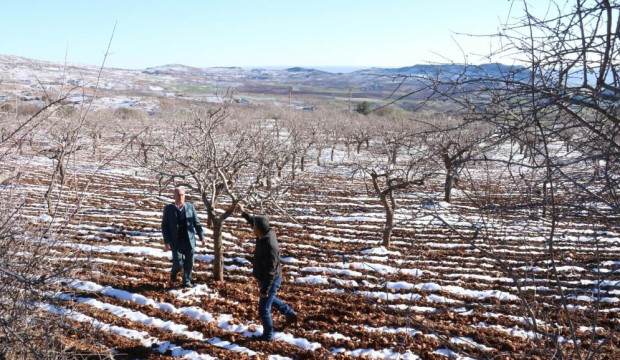 Antep Fıstığı Üreticinin Yüzünü Güldürdü