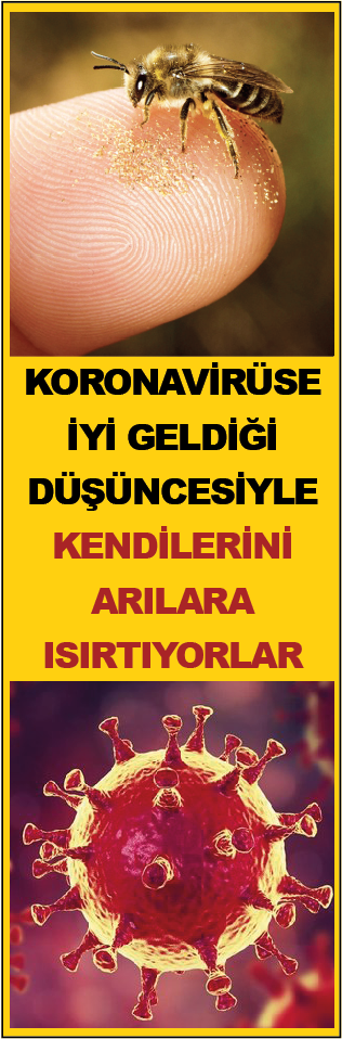 KORONAVİRÜSE İYİ GELDİĞİ DÜŞÜNCESİYLE KENDİLERİNİ ARILARA ISIRTIYORLAR